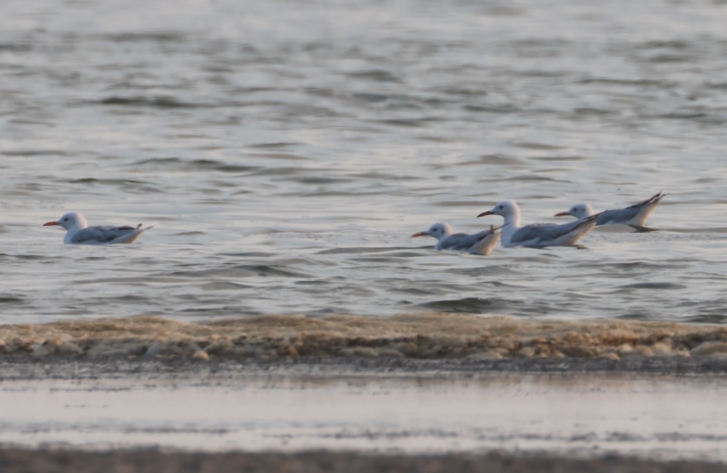 Slender-billed Gull