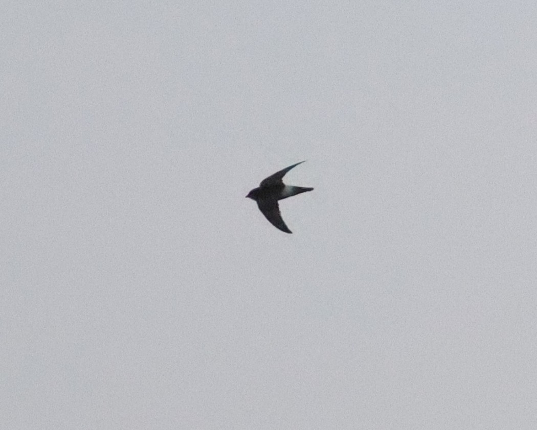 Little Swift
