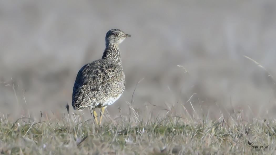 Little Bustard