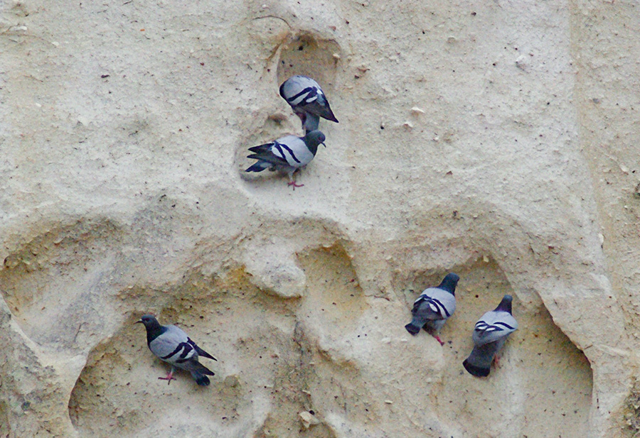 Rock Dove
