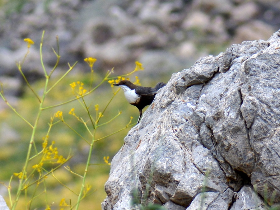 White-throated Dipper