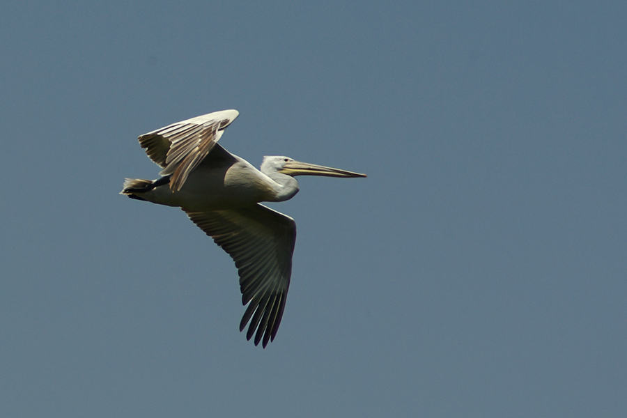 Dalmatian Pelican