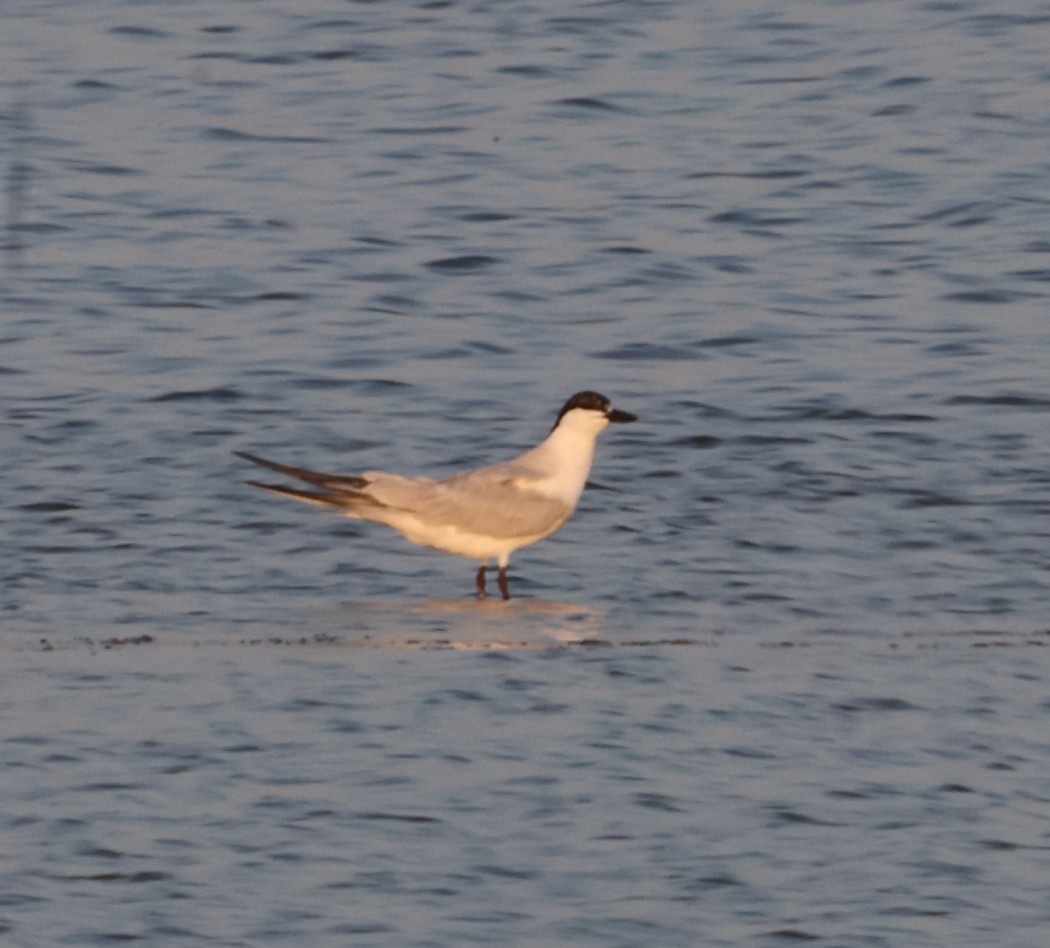 Gull-billed Tern