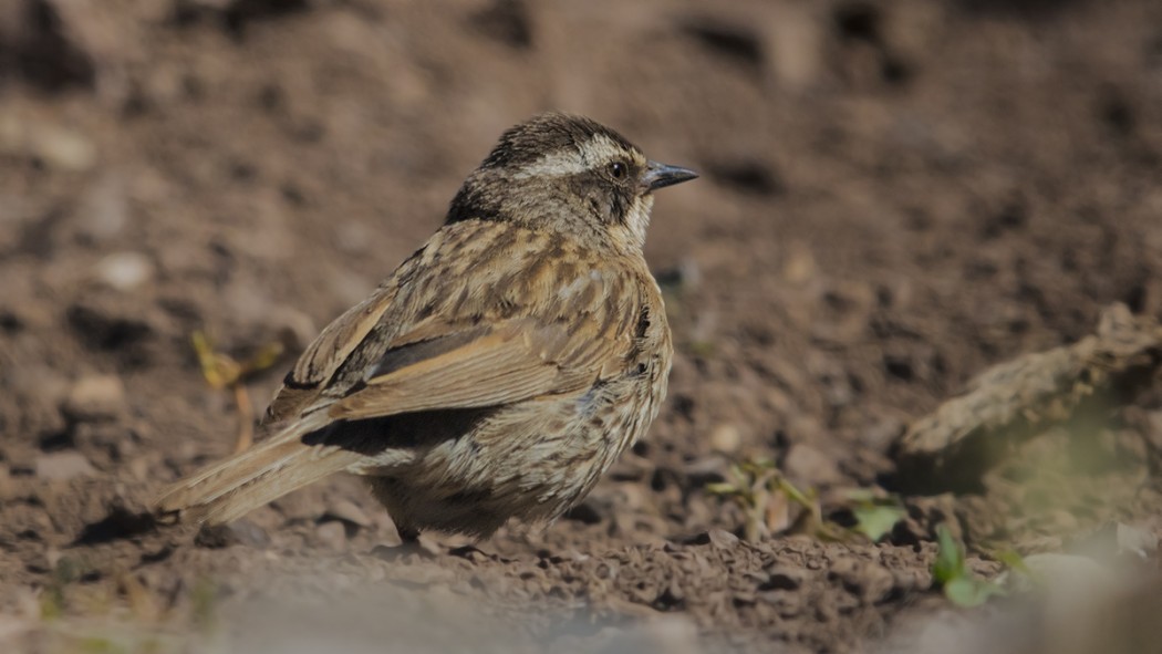 Radde`s Accentor