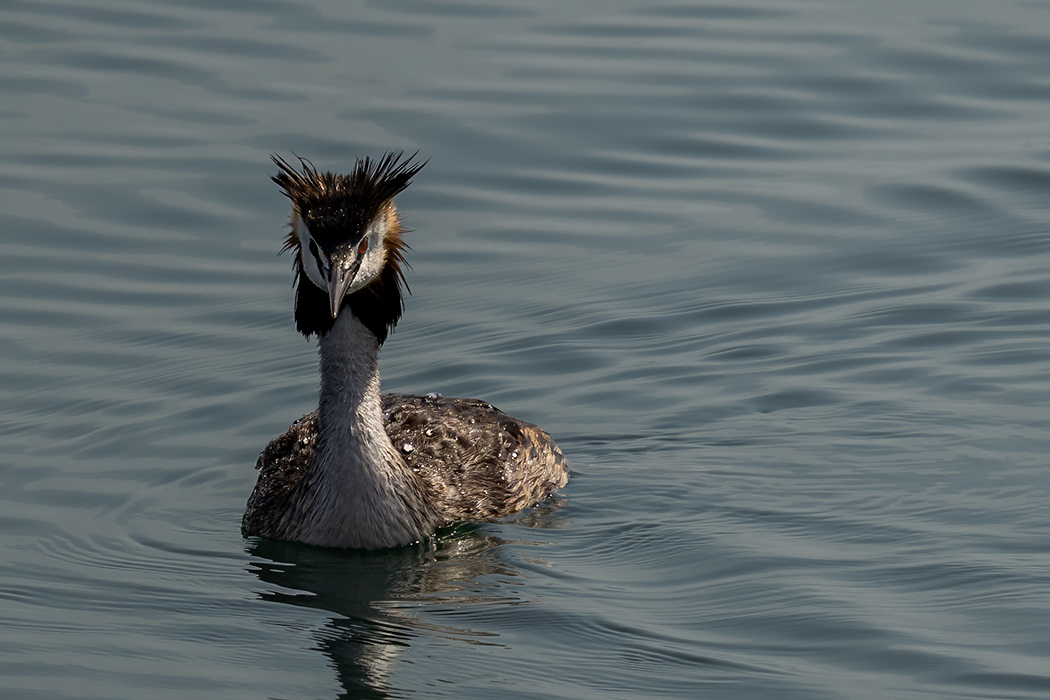 Great Crested Grebe
