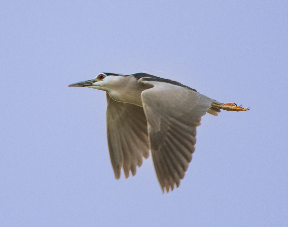 Black-crowned Night Heron