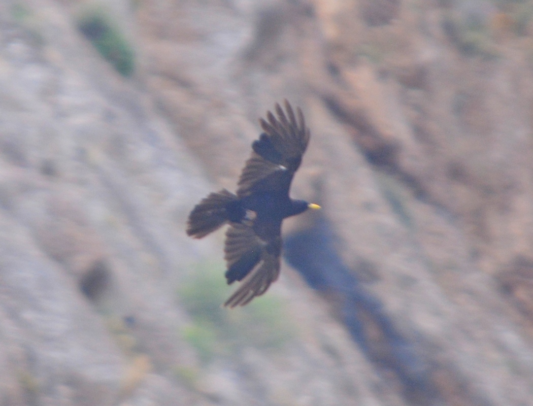 Alpine Chough