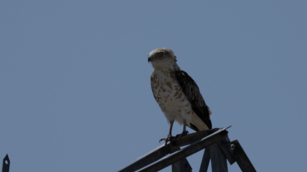 Short-toed Snake Eagle