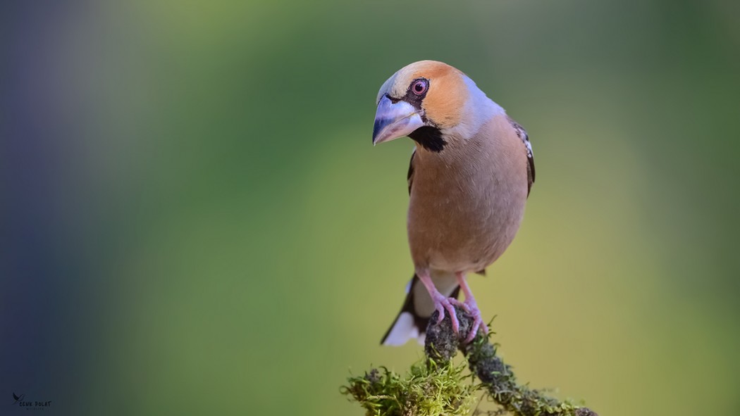 Hawfinch