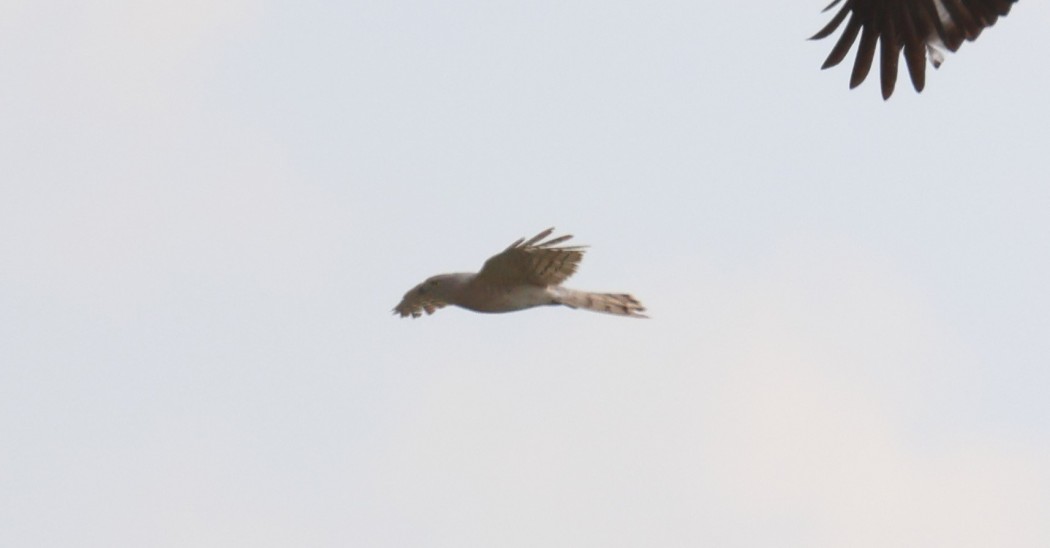 Shikra