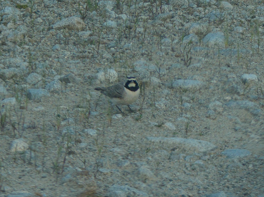 Horned Lark