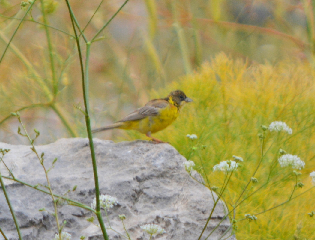 Black-headed Bunting