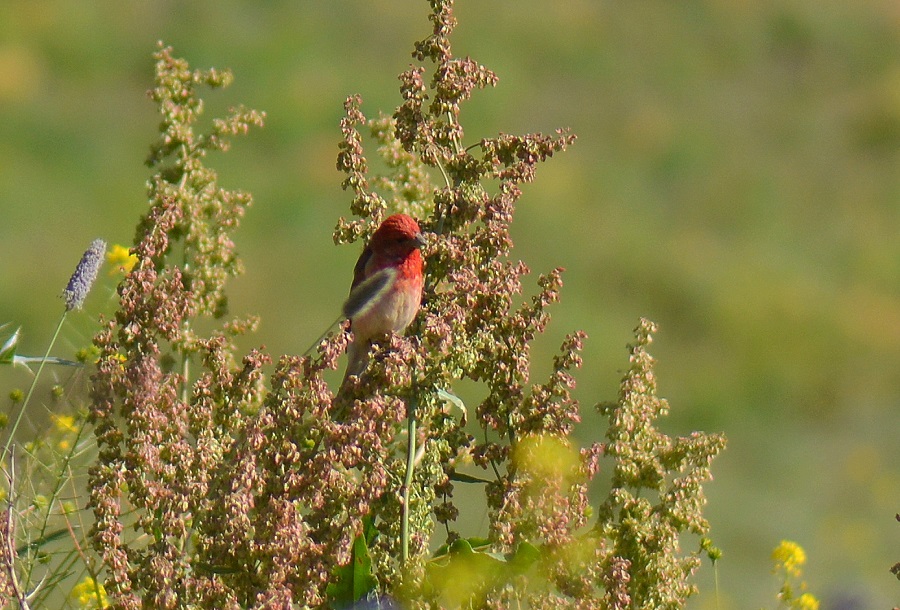 Common Rosefinch