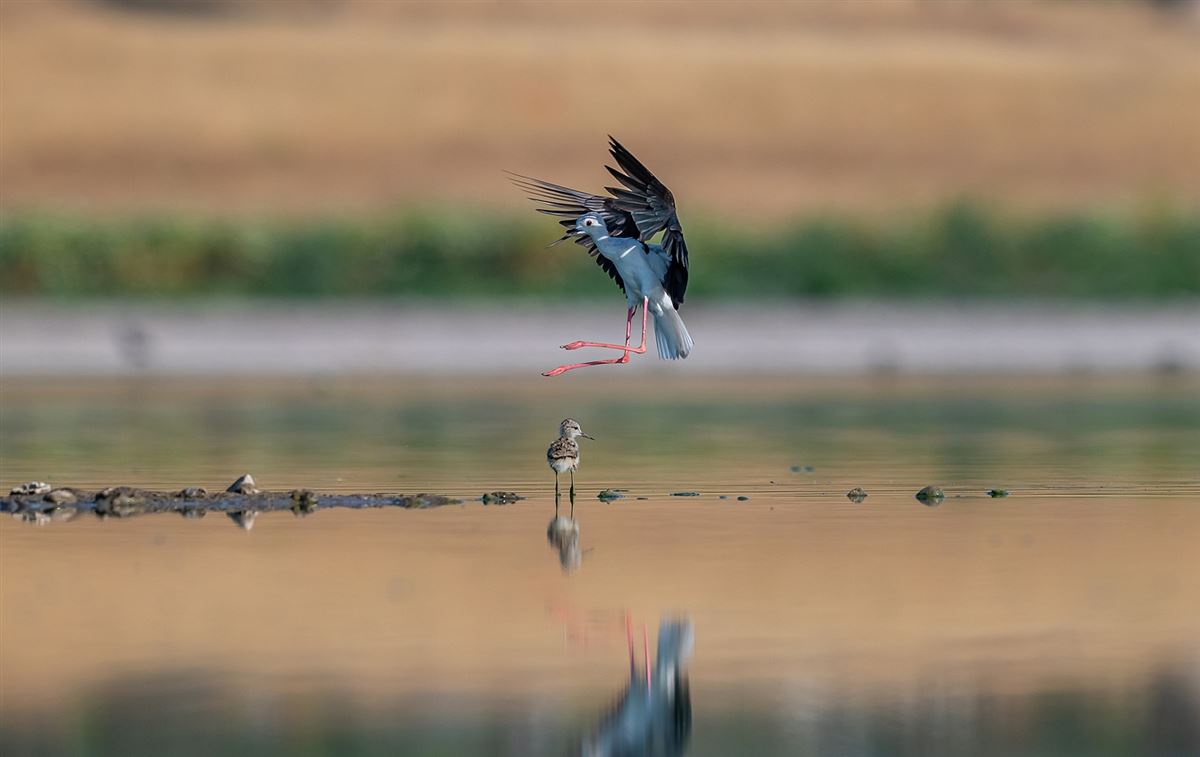 Black-winged Stilt