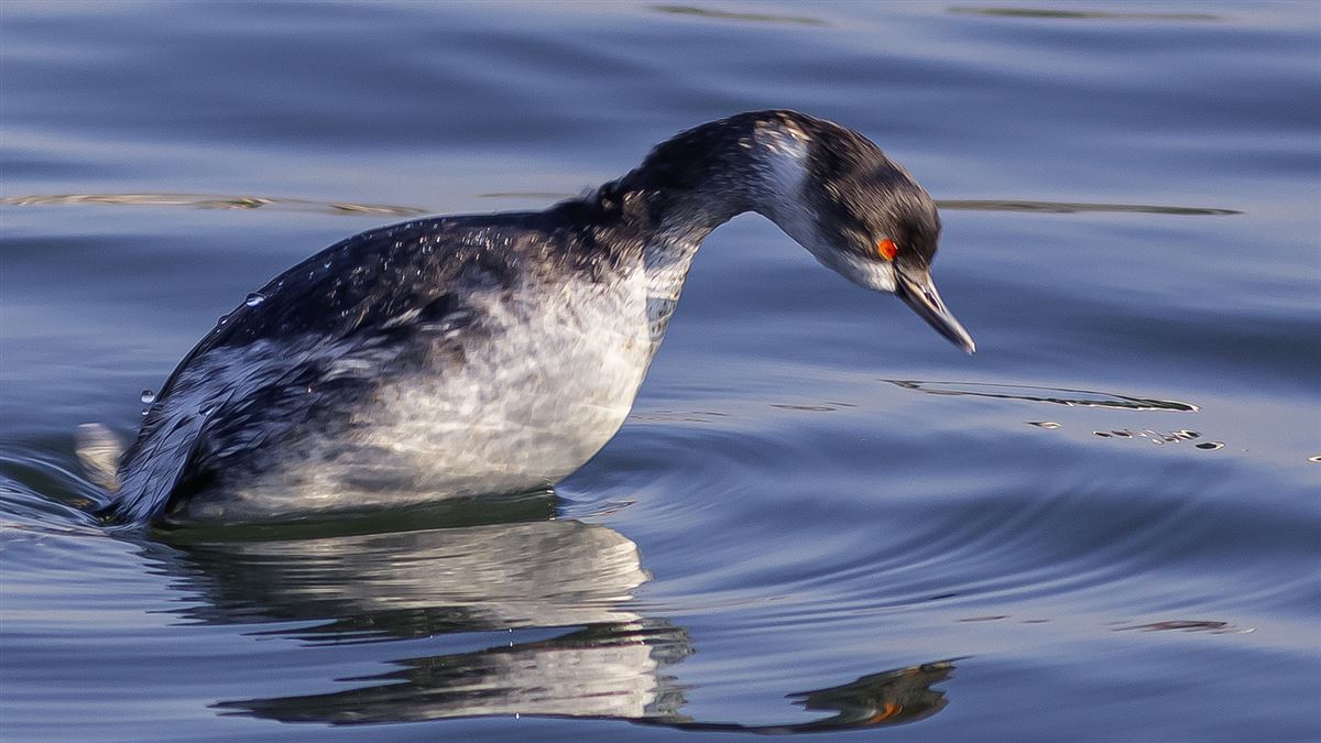 Black-necked Grebe