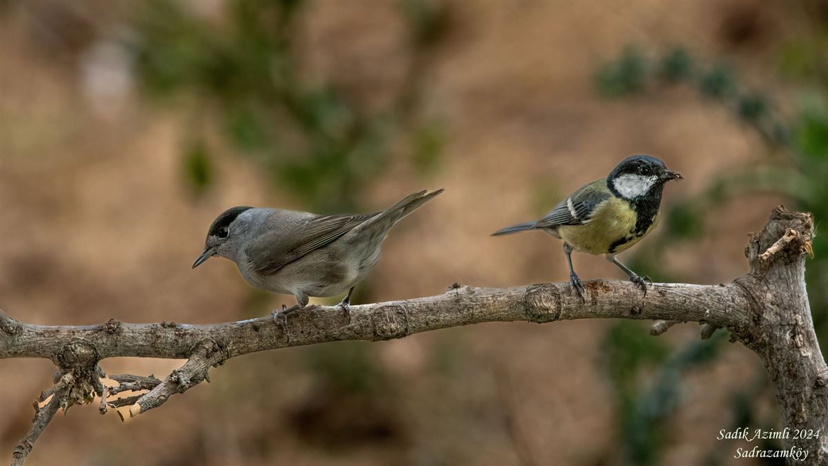 Eurasian Blackcap