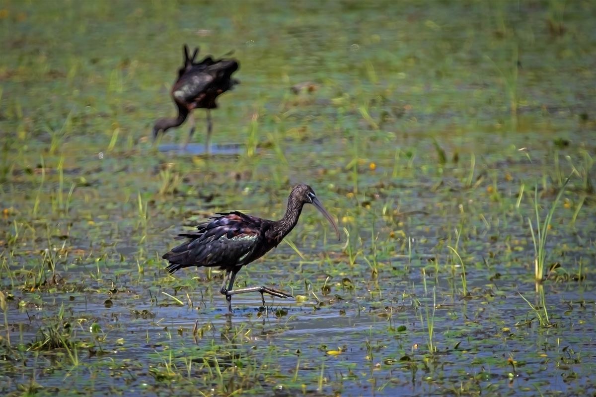 Glossy Ibis