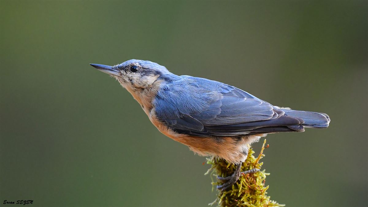 Eurasian Nuthatch