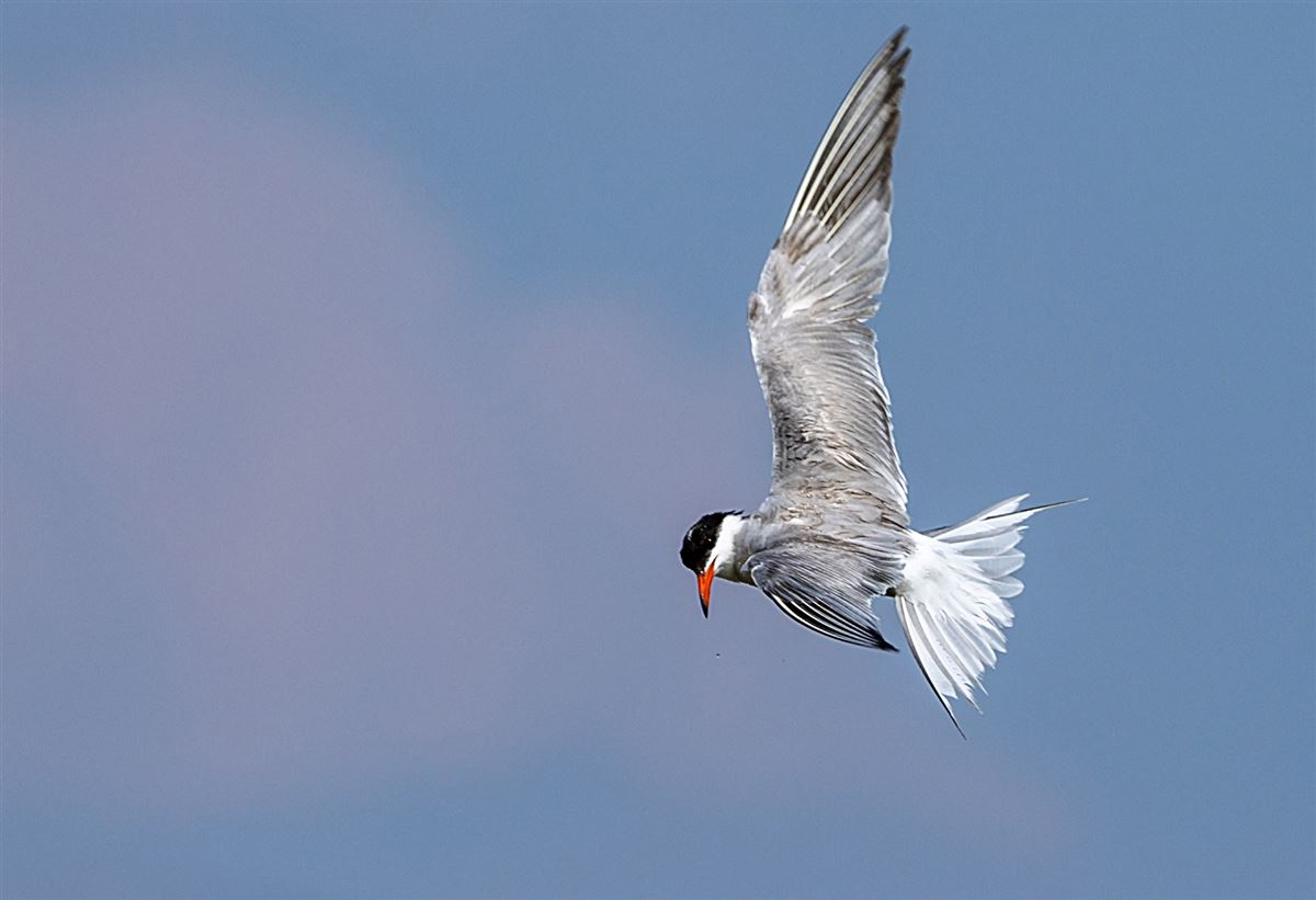 Common Tern