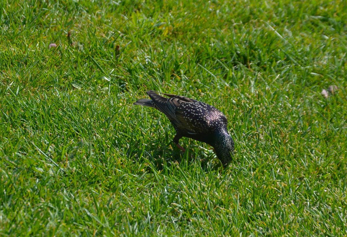 Common Starling