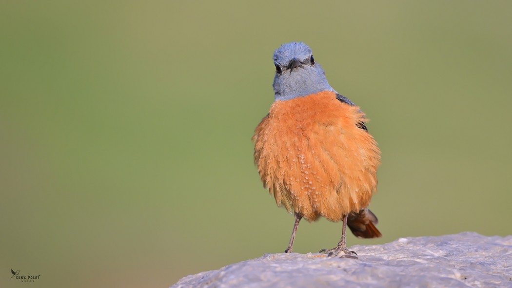 Common Rock Thrush