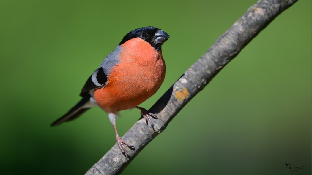 Eurasian Bullfinch