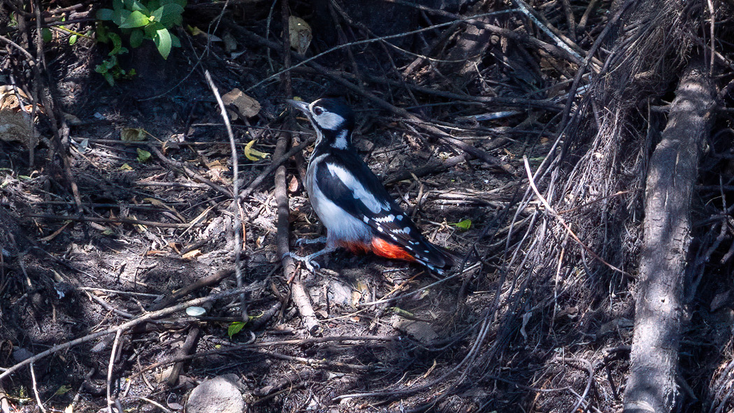 Great Spotted Woodpecker
