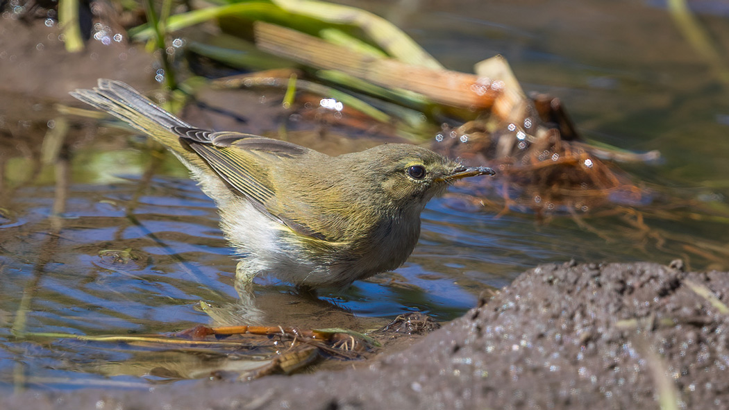Eastern Bonelli`s Warbler