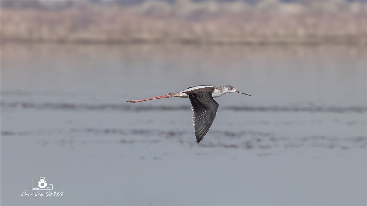 Black-winged Stilt