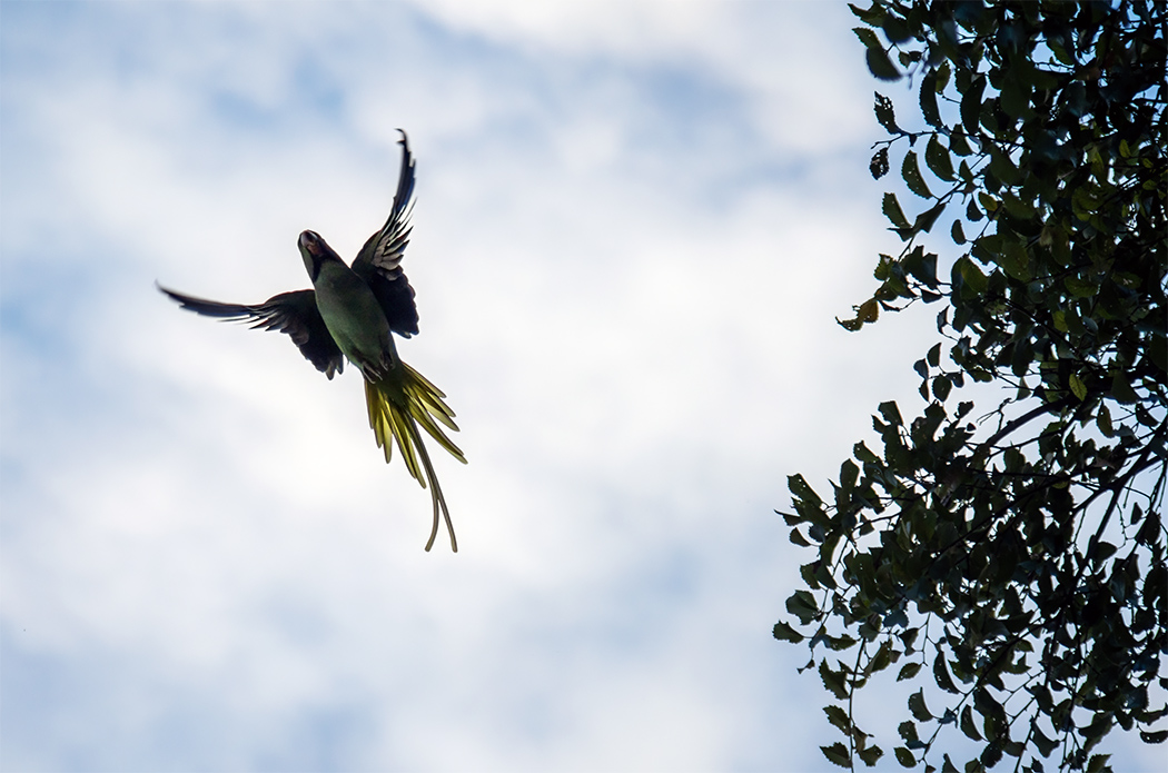 Alexandrine Parakeet