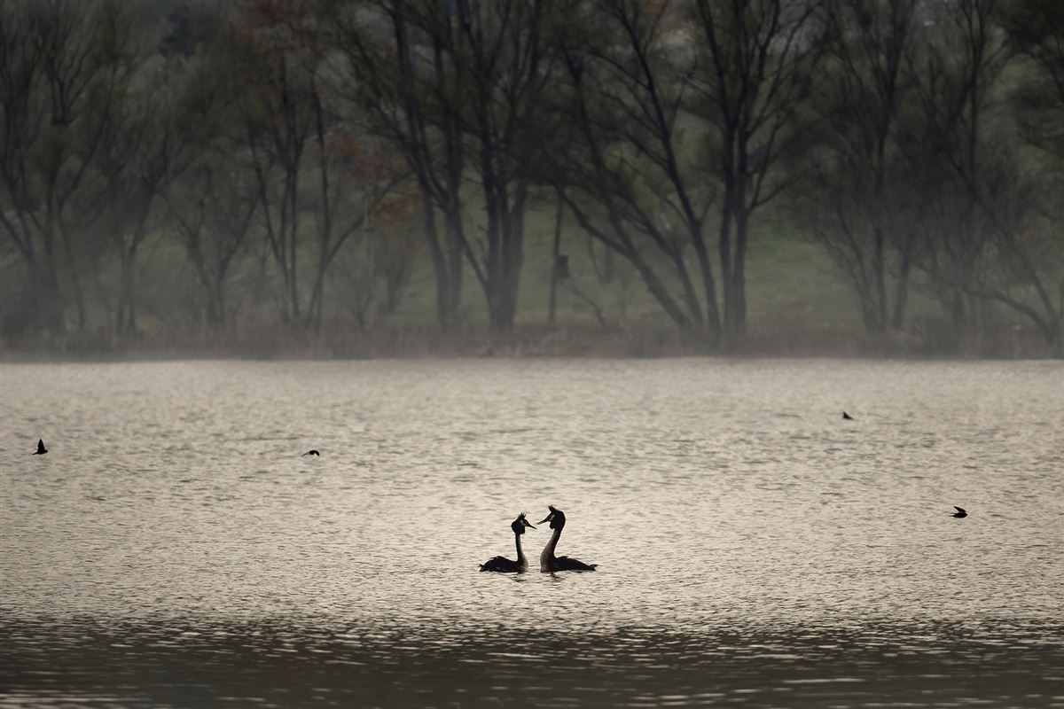 Great Crested Grebe