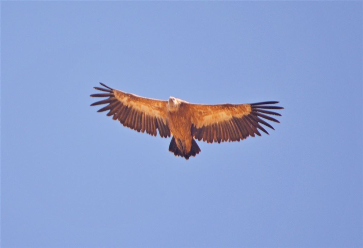 Griffon Vulture