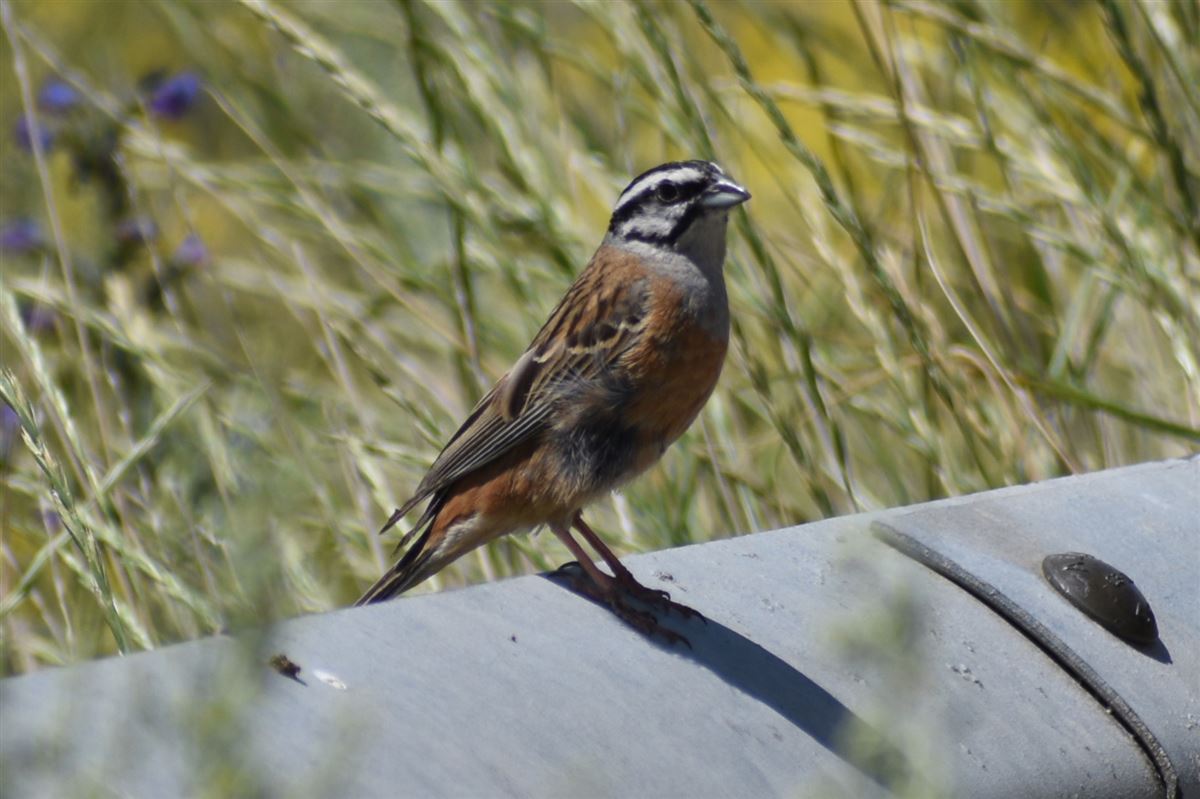 Rock Bunting