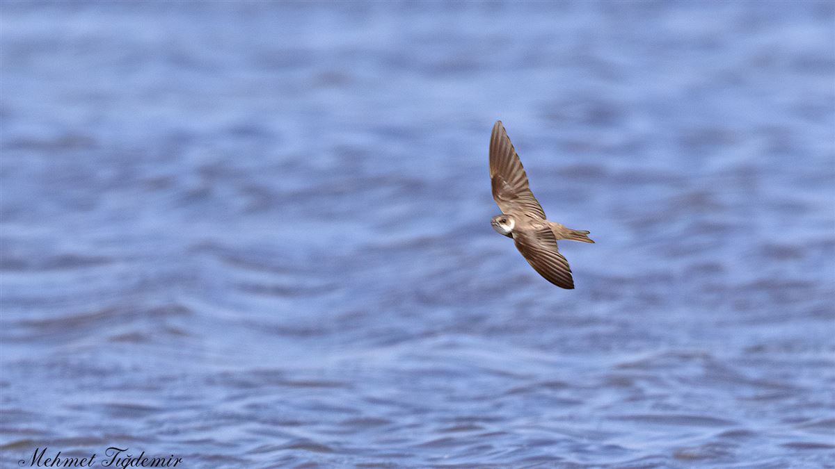 Sand Martin