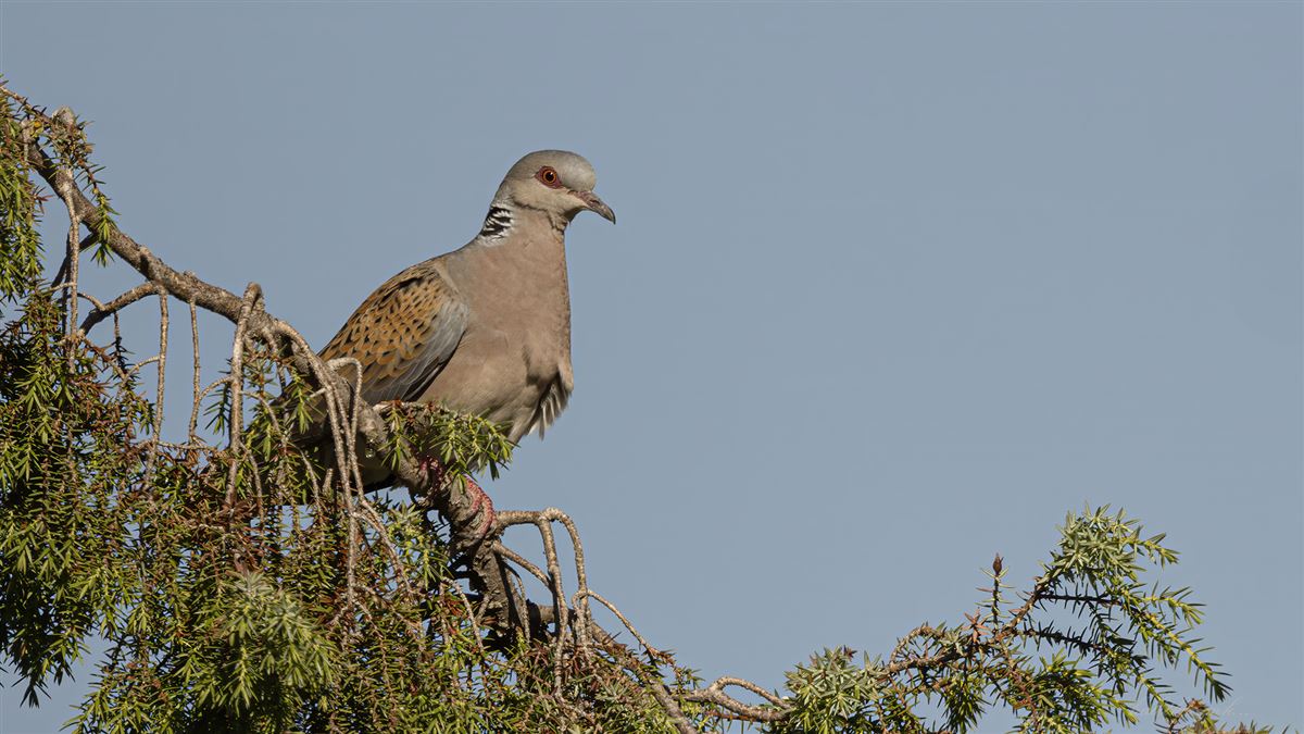 European Turtle Dove