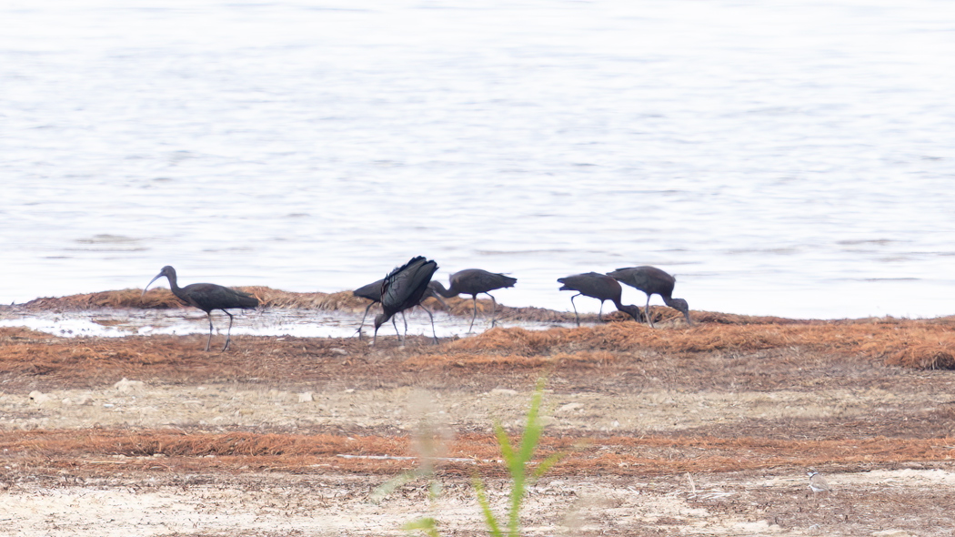 Glossy Ibis