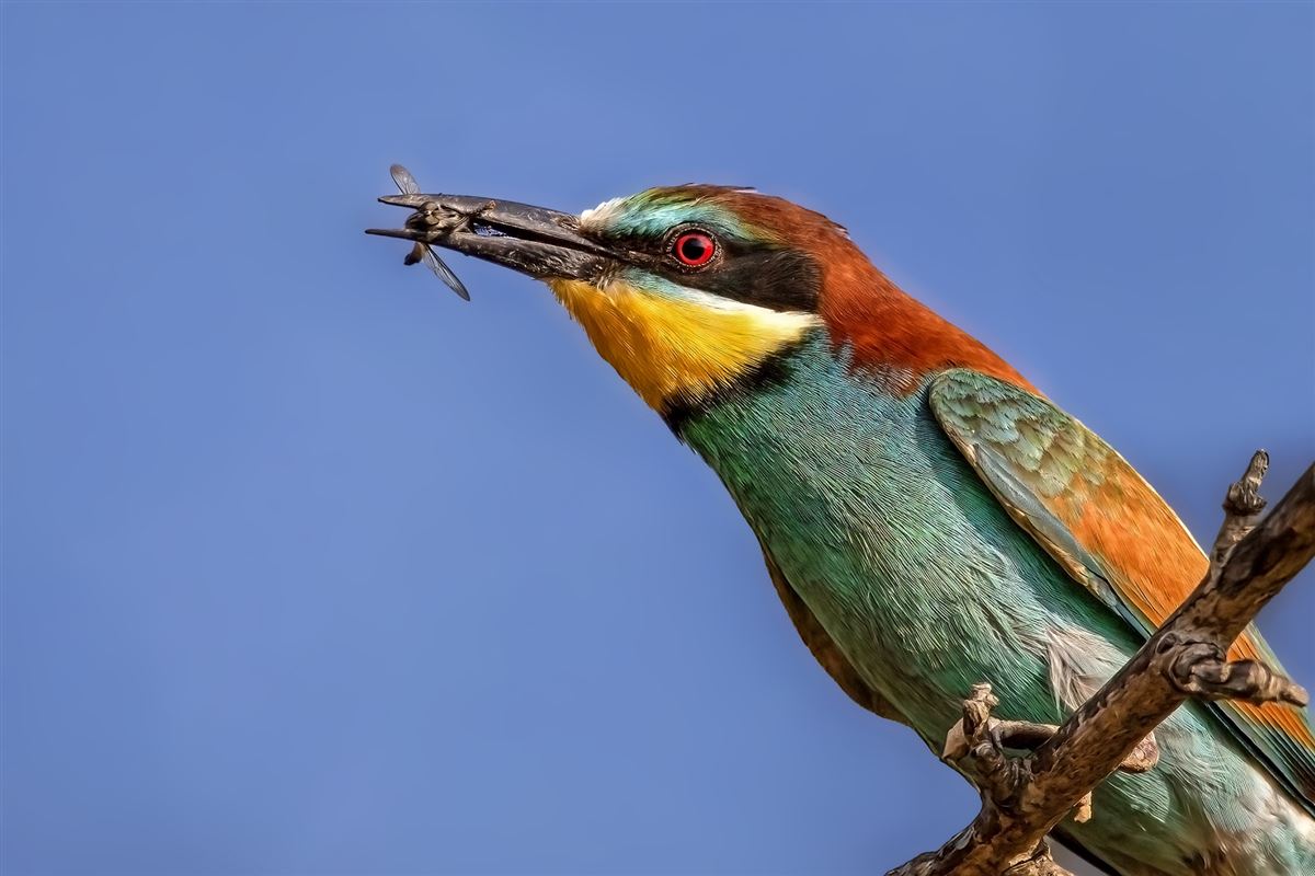 European Bee-eater