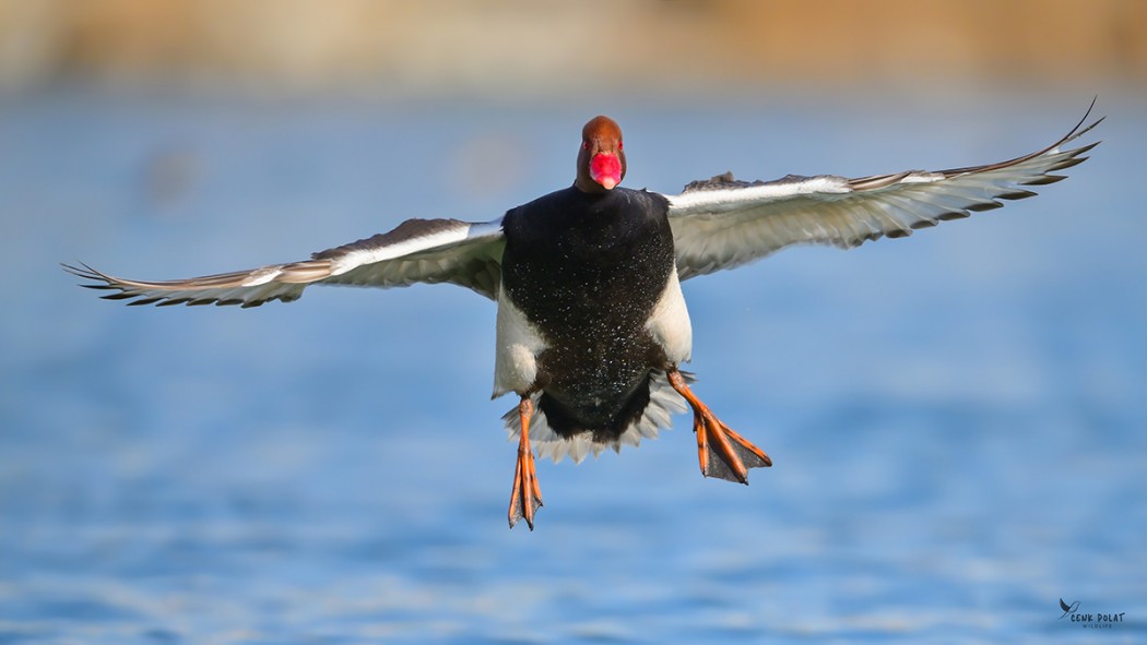 Red-crested Pochard