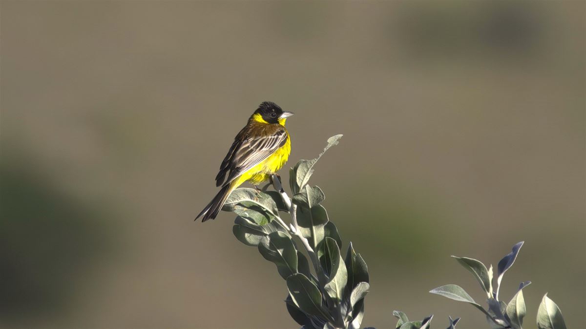Black-headed Bunting