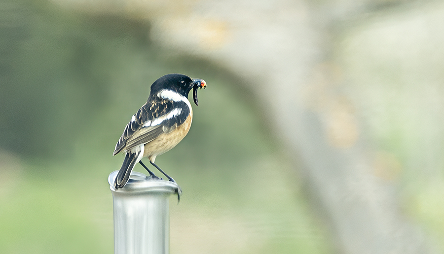 Siberian Stonechat