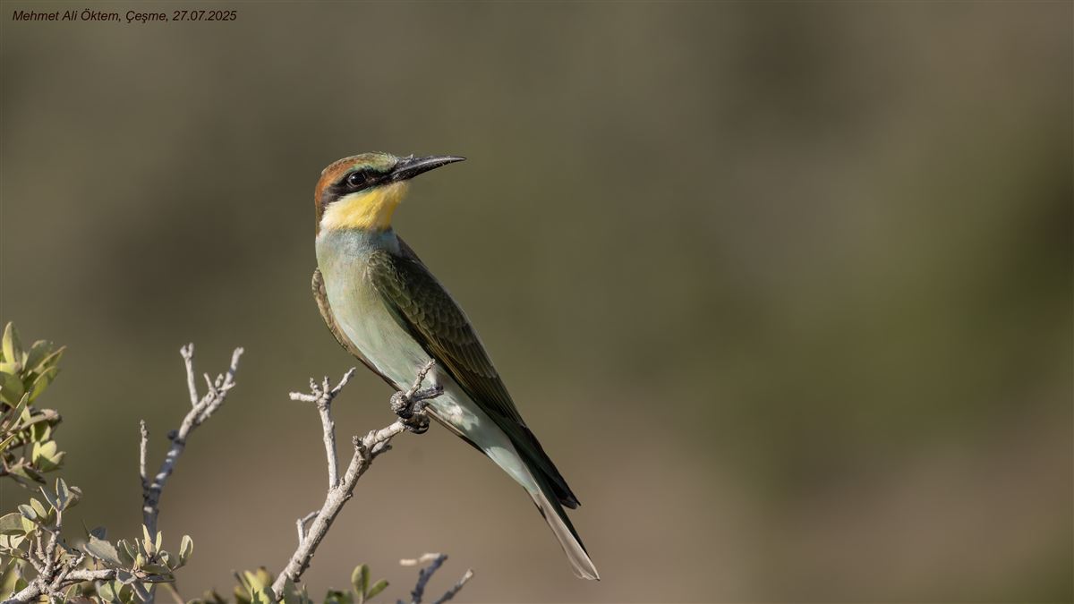 European Bee-eater