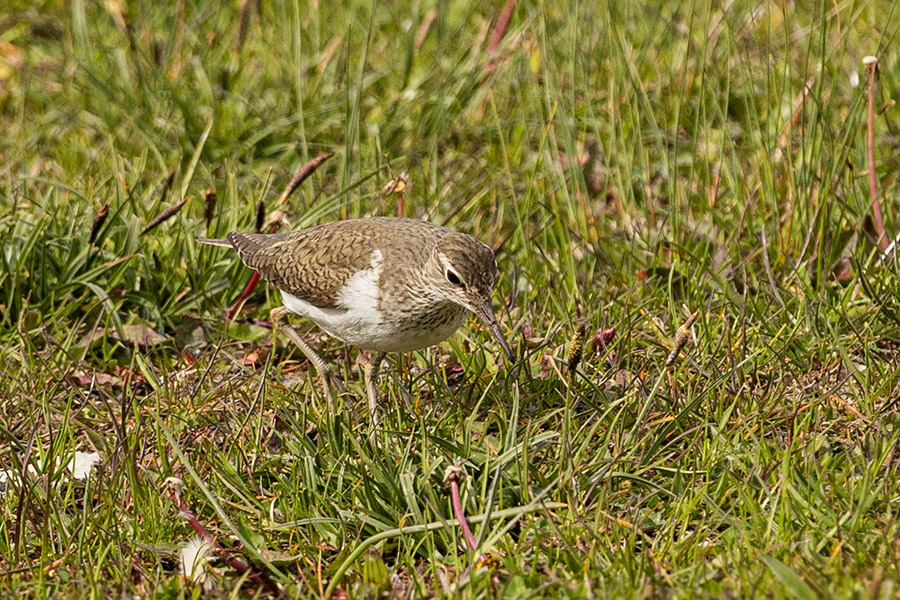 Common Sandpiper