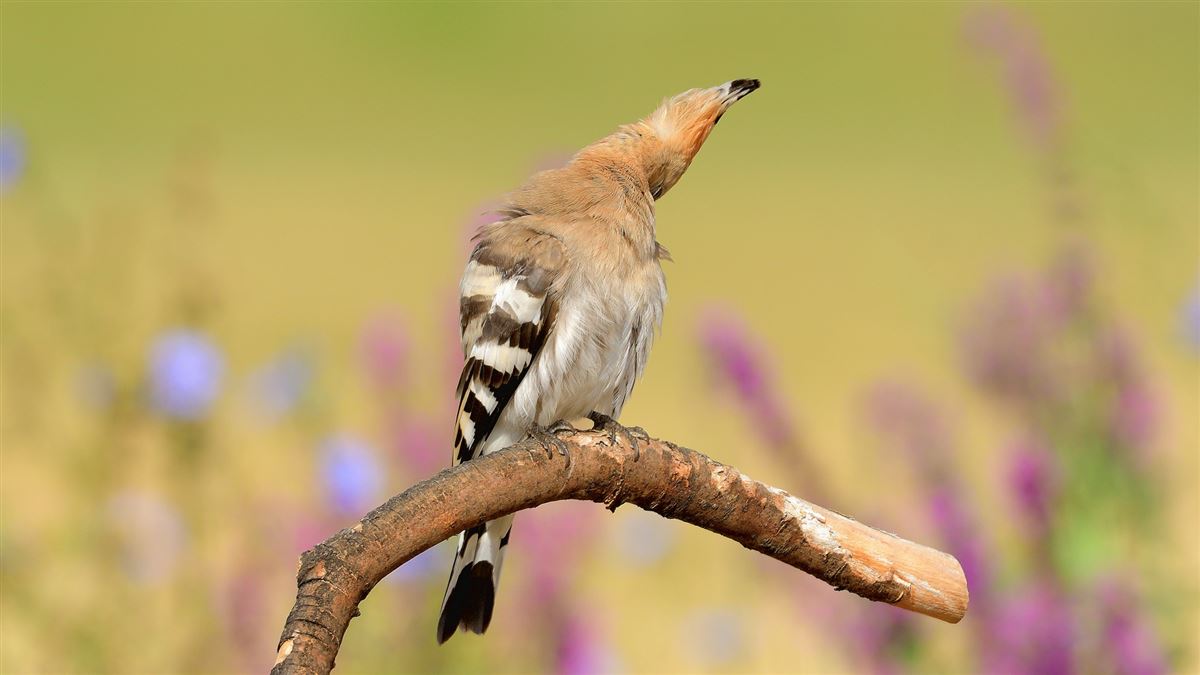Common Hoopoe