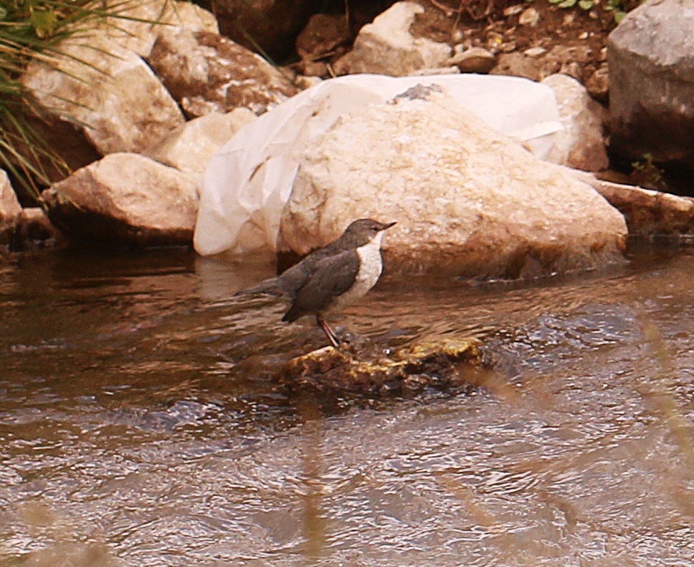 White-throated Dipper