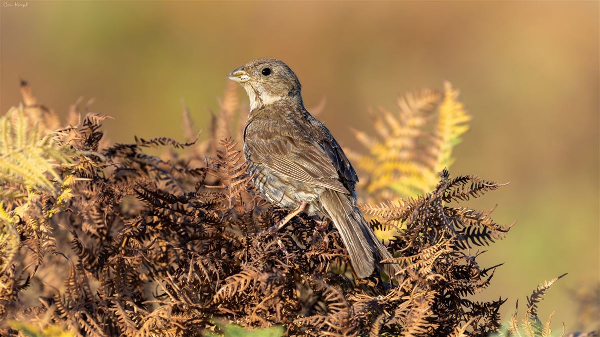Corn Bunting
