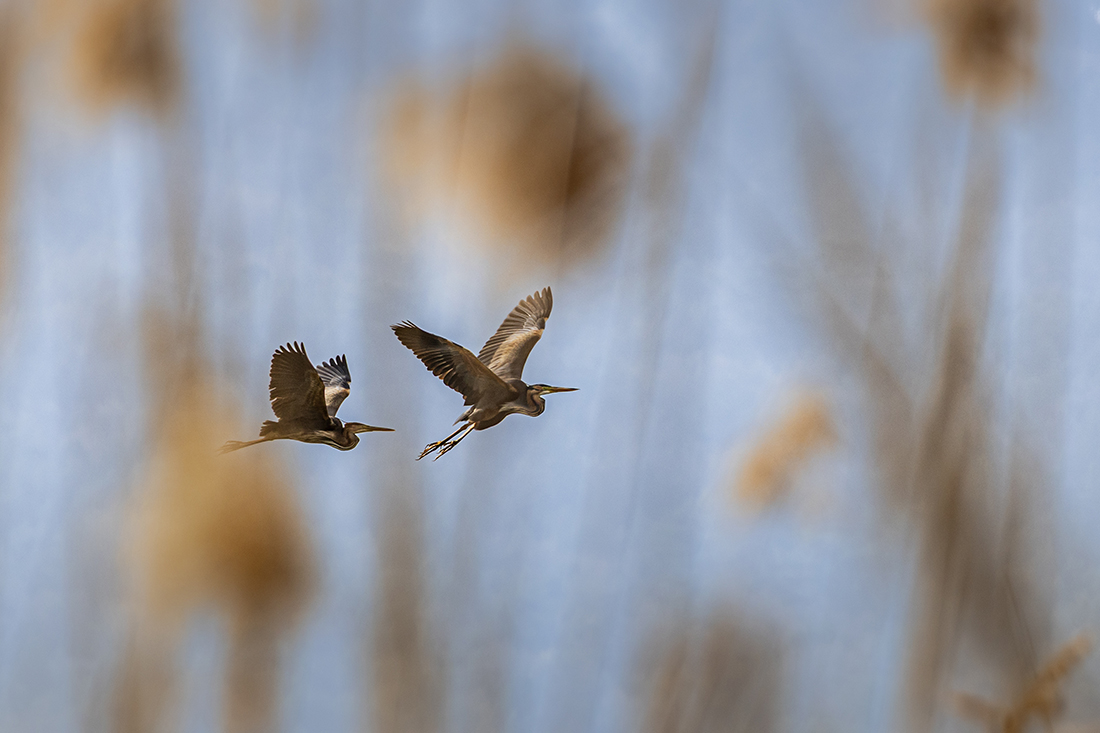 Purple Heron