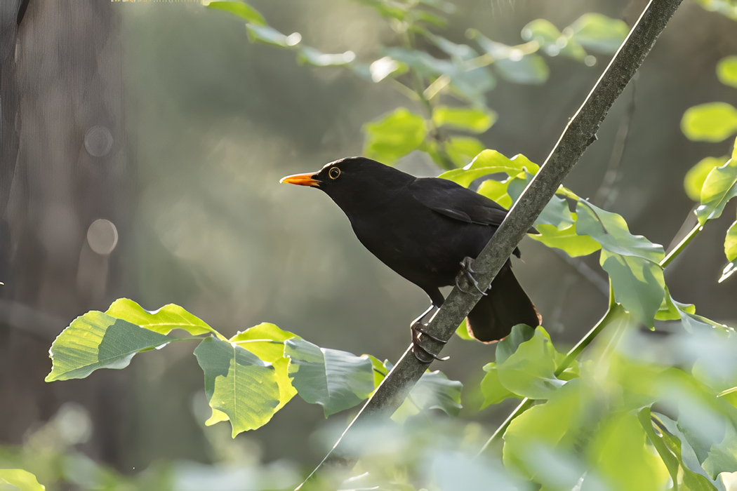 Common Blackbird