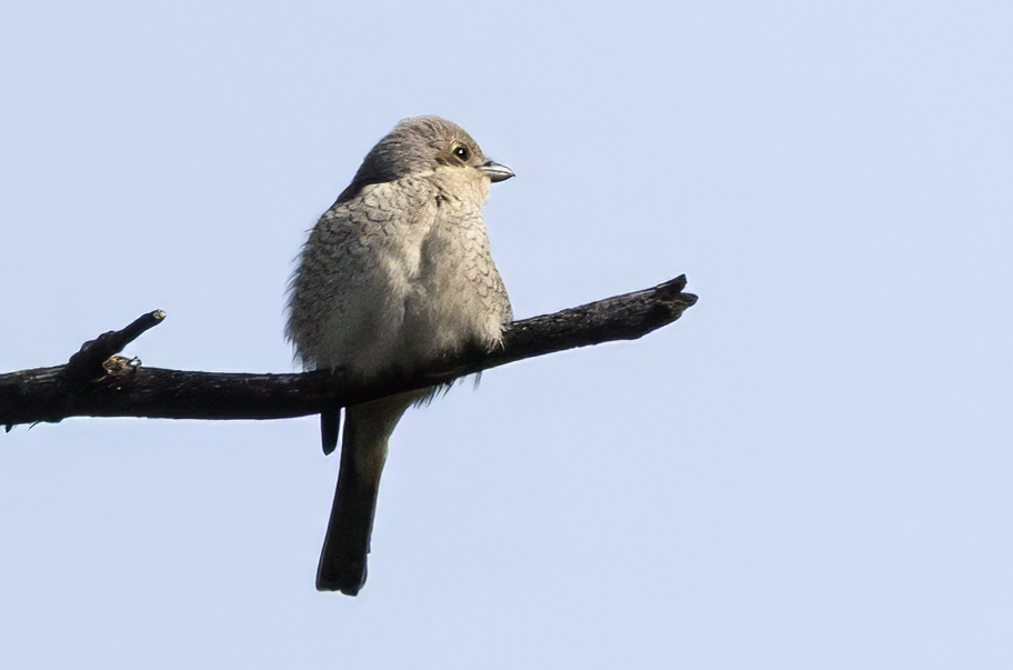 Red-backed Shrike