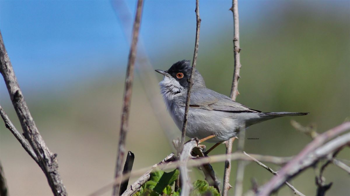 Menetries`s Warbler