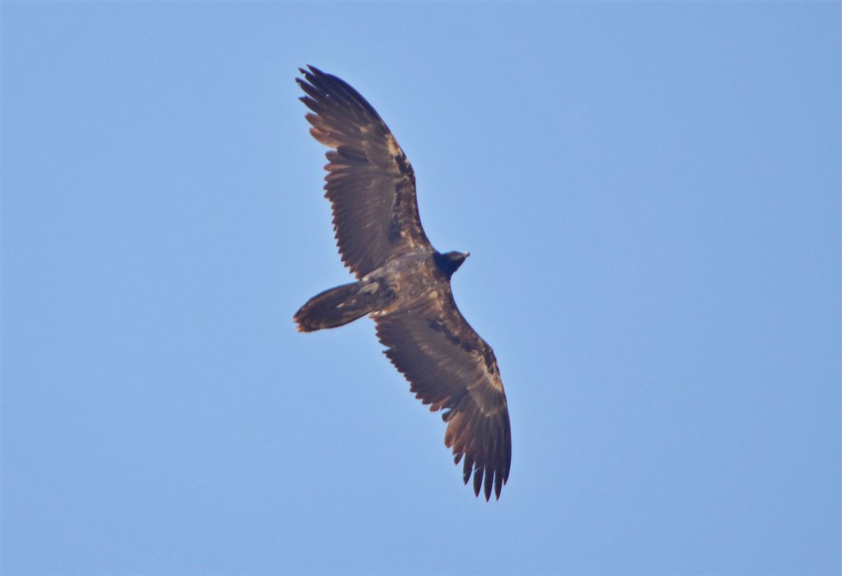 Bearded Vulture